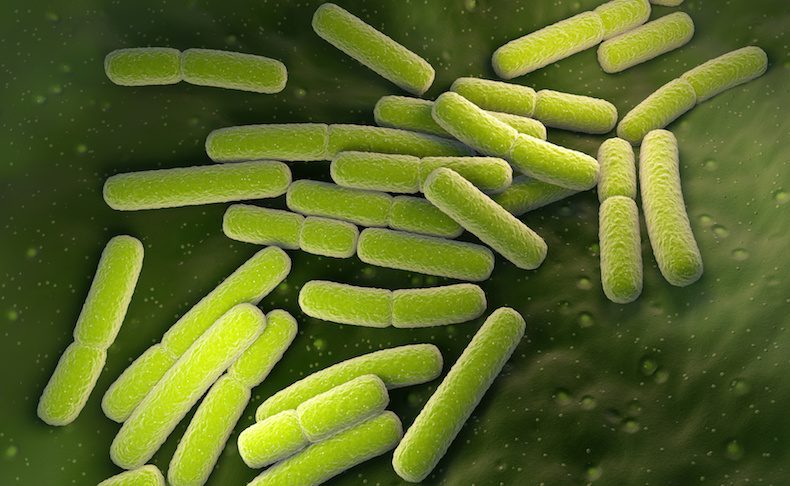 microbioma nasale